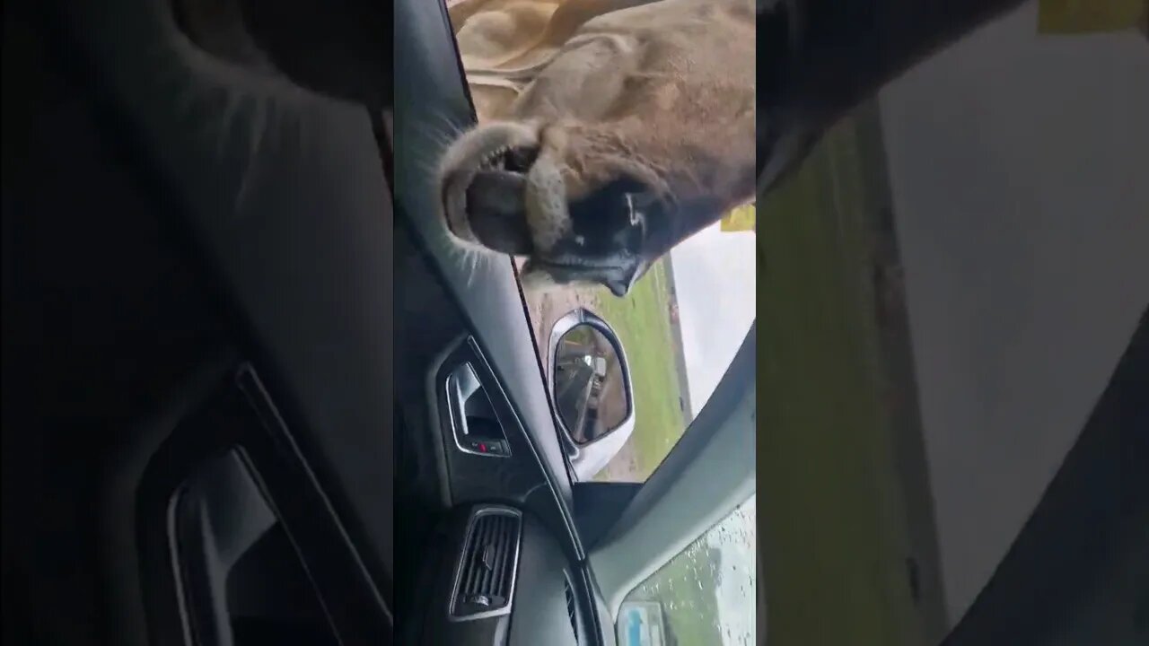 Gazelle put his head into car. Cute 👶 reaction. #viral #shorts #youtubeshorts #funny