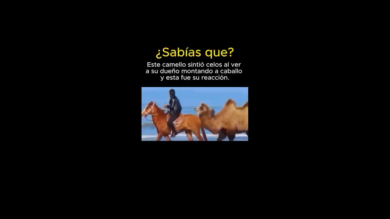 ¿Sabías que? Este camello sintió celos al ver a su dueño montando a caballo y esta fue su reacción.😱