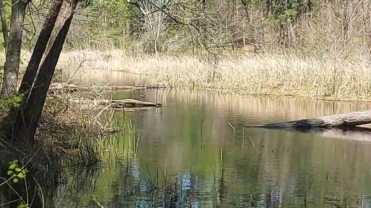 Turtles Davy Crockett NF