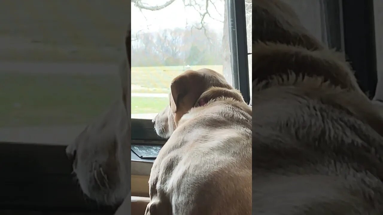 Maggie watching her mama #shorts #dog #rv