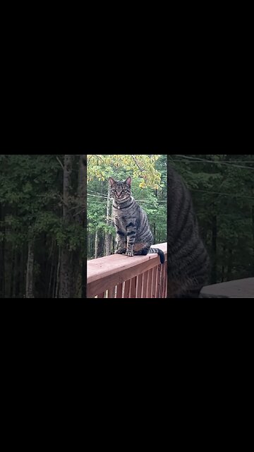 Good Morning From Kiki