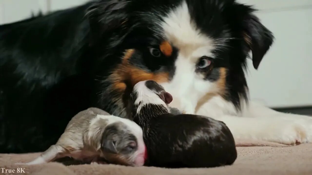 Cute Puppy Video for Dog Lovers