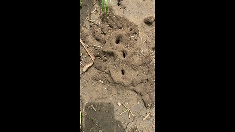 Ant house