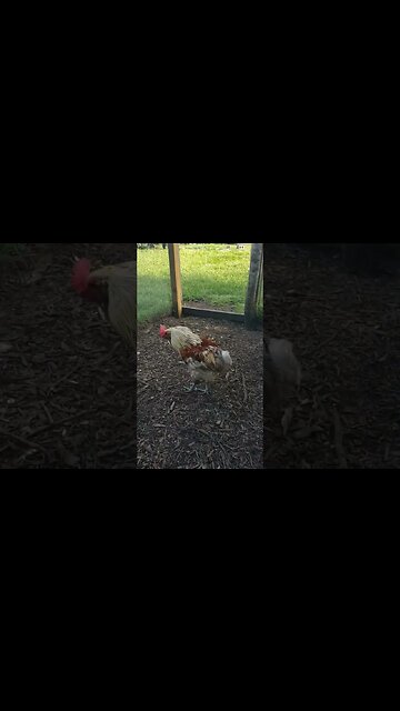 Roosters pt 2. #chickens #backyardchickens #chickenshorts
