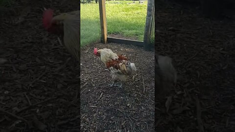 Roosters pt 2. #chickens #backyardchickens #chickenshorts