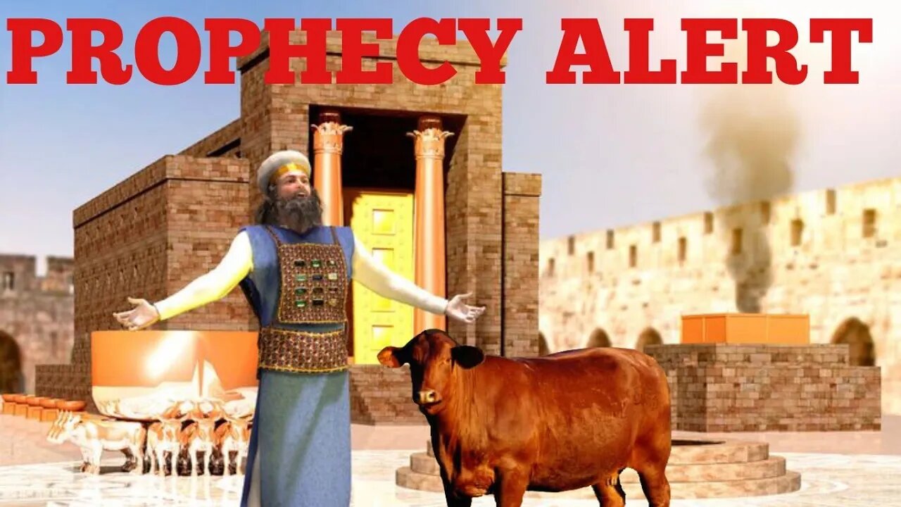 Prophecy Alert: 5 red Heifers are brought to Israel 🇮🇱