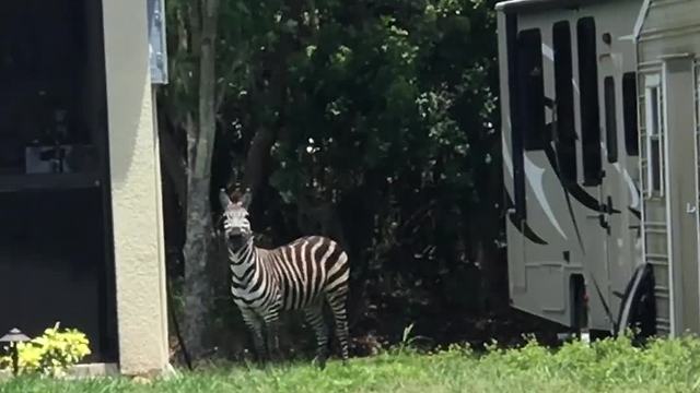 "A Man Films A Zebra That Shows Up In His Yard"