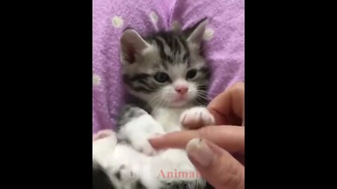 So many cute kittens videos compilation