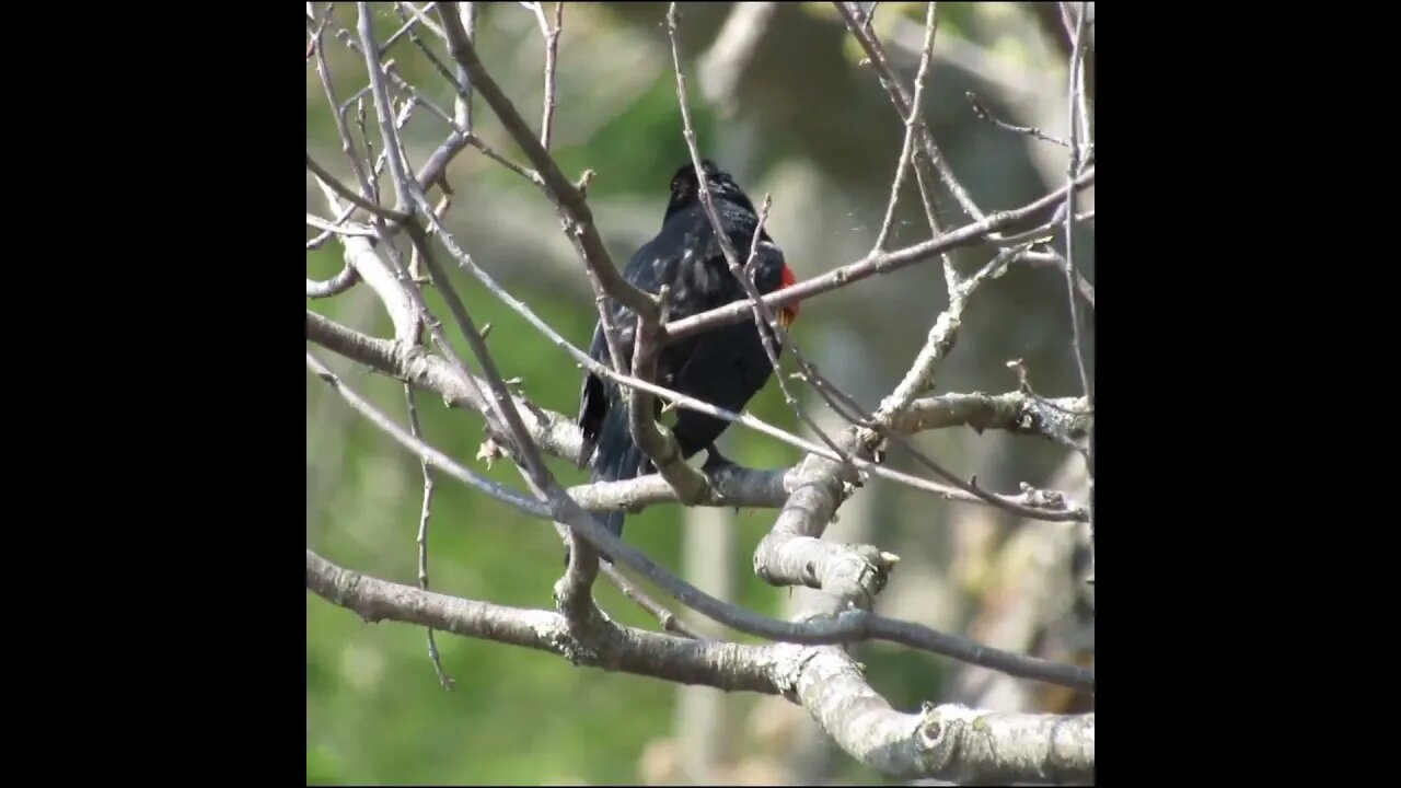 red winged blackbird