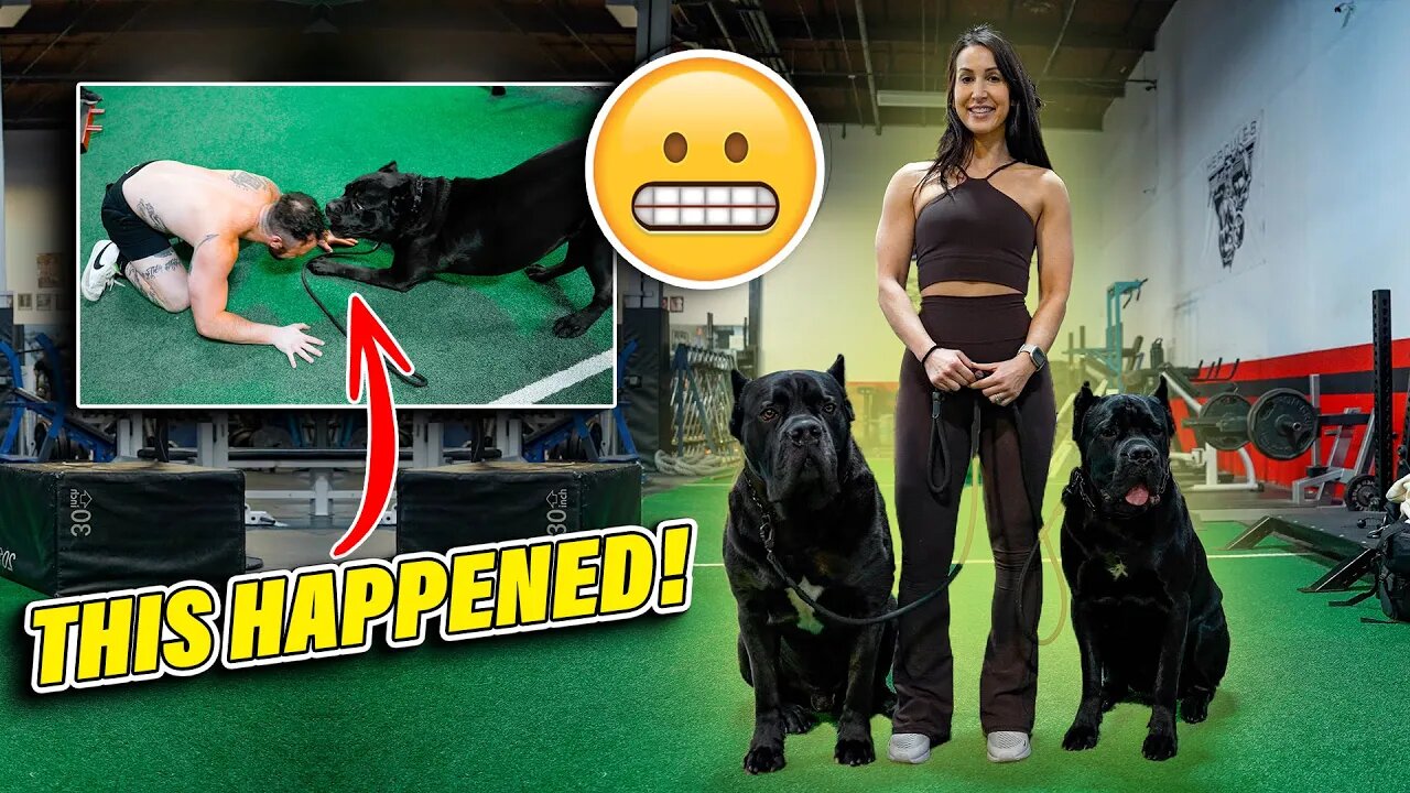 Cane Corso Goes Off at New Gym! THIS HAPPENED!