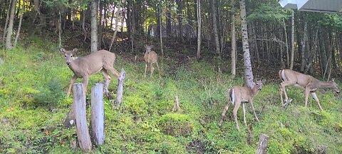 Deer get a treat