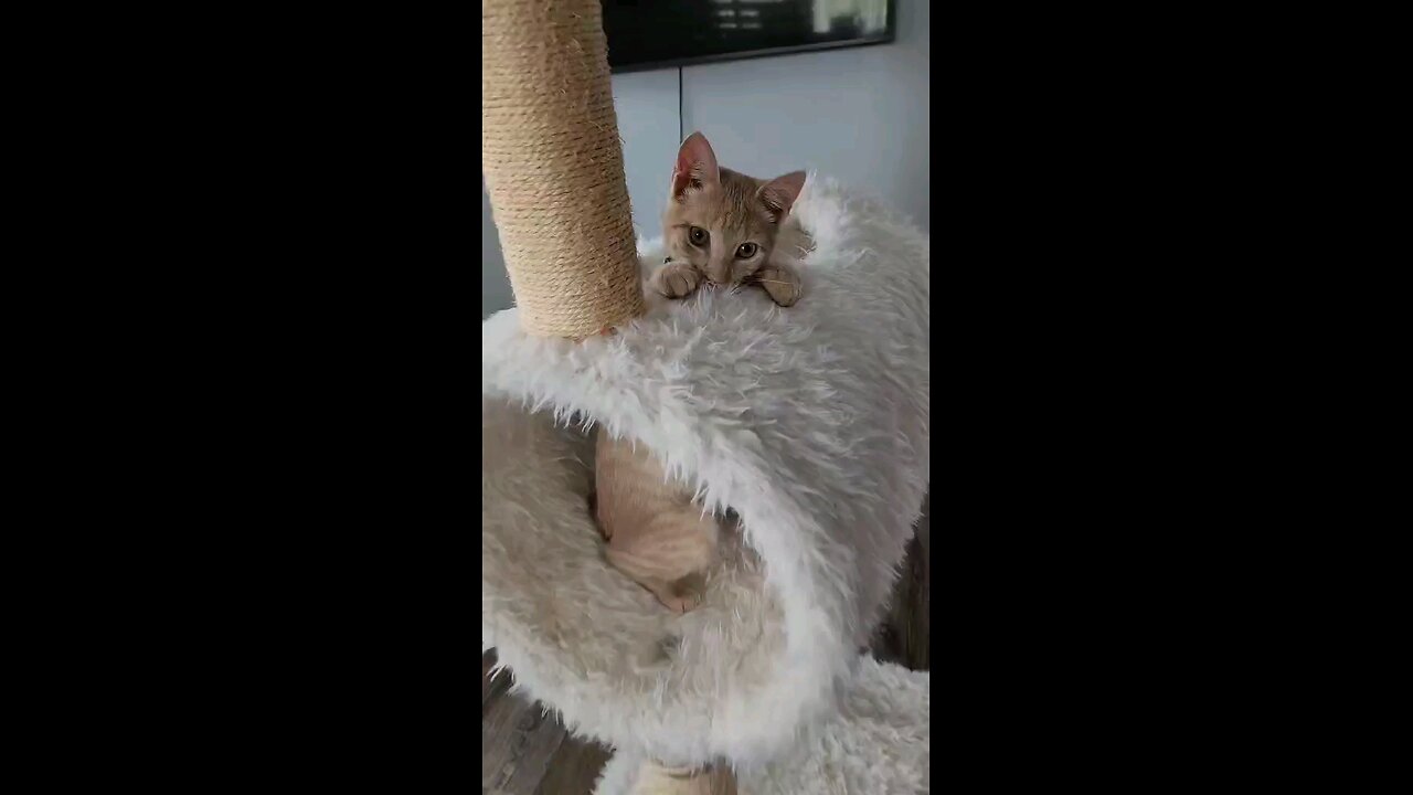 Kitty Kitty 😺