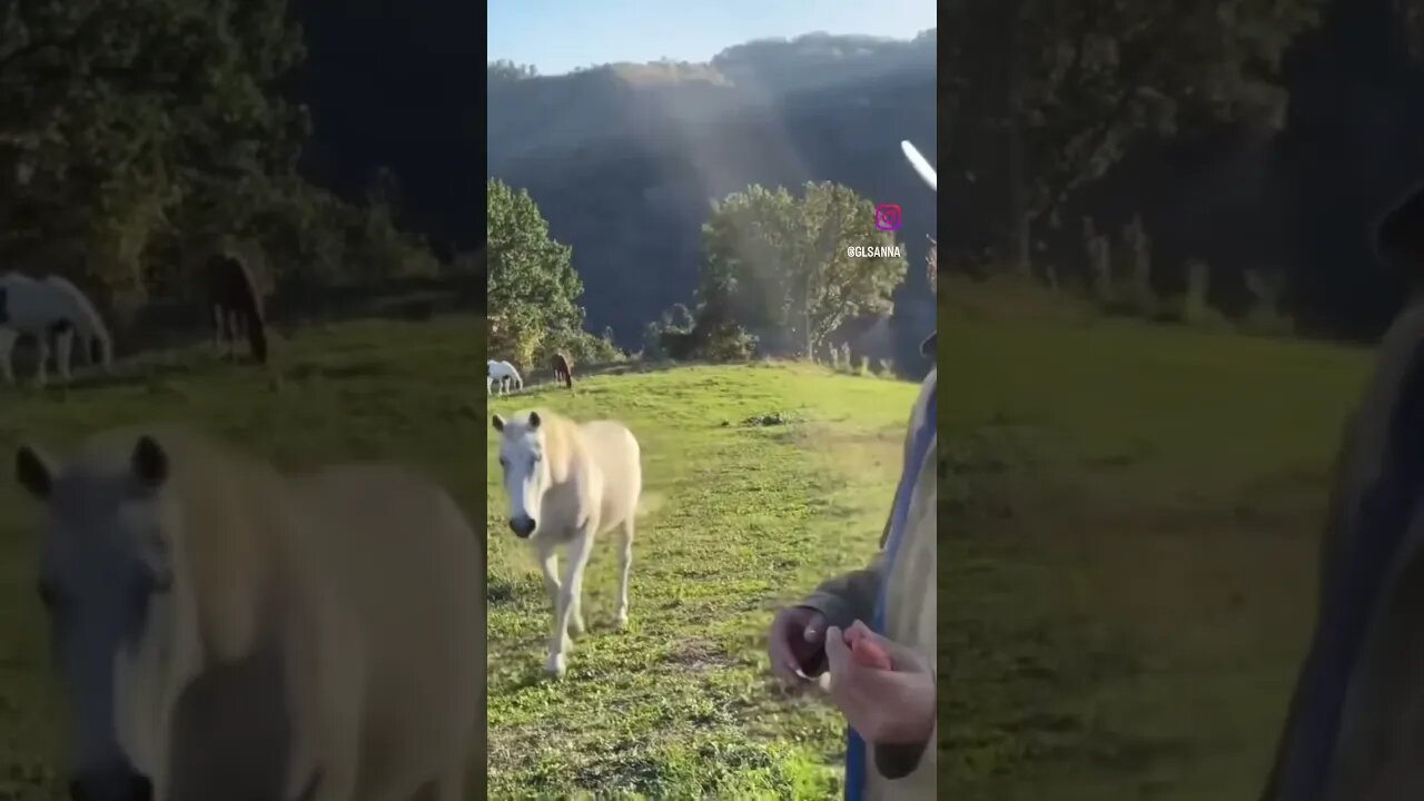 Cavallo parac**o 🐴😂🥕