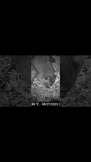 The Raccoon Grabs The Food! 🦝