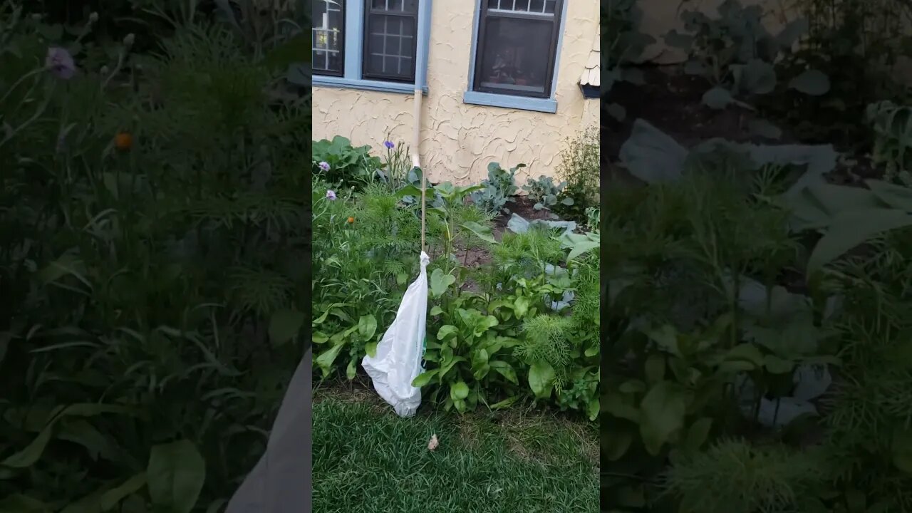 Trashbags in my garden?!