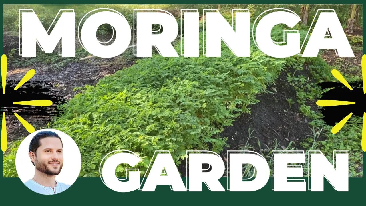 The Secret to Growing Moringa on a Raised Bed in Your Kitchen Garden