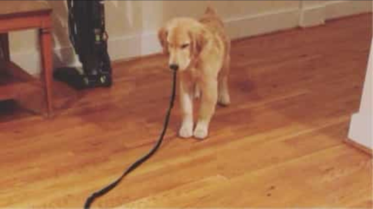 Golden Retriever doesn't like being followed by his leash