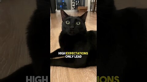 Sound by Pepelefuqyou on TikTok #cat #blackcat #leonthecatdad #leontcd #relationship #joke #kitten