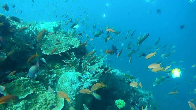 The Best Place To Go Diving In Thailand