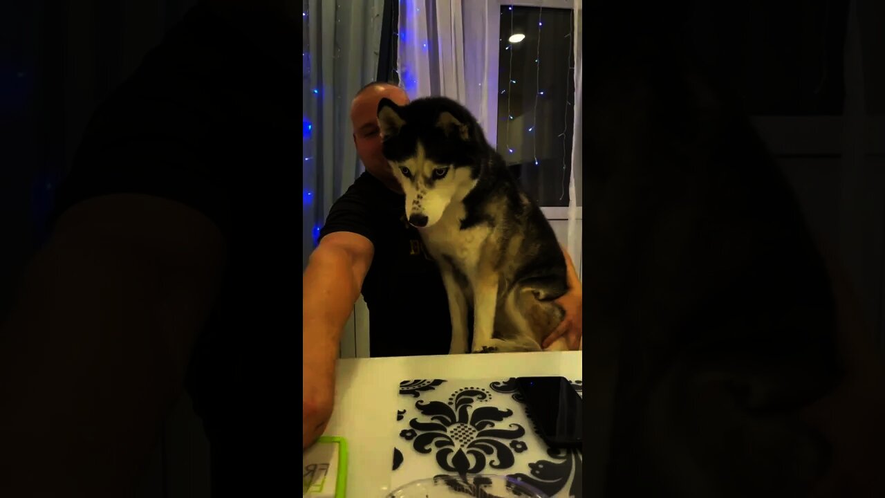 #shorts Смешные Собаки Из Тик Тока 169 Funny Dogs From Tiktok