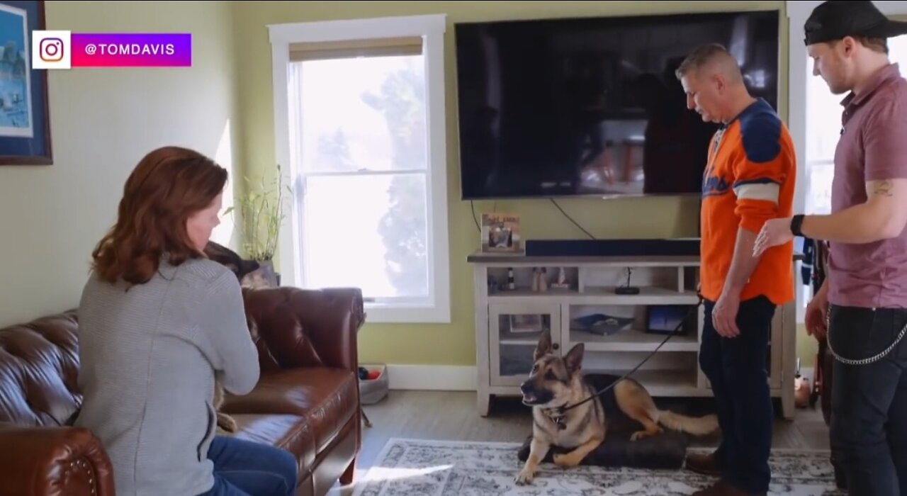Teach your dog not to chase cat
