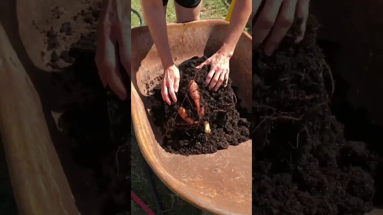 The MOST TATORS Bucket Gardening! π§βπΎπ π π #shorts #viral #tiktok #trending