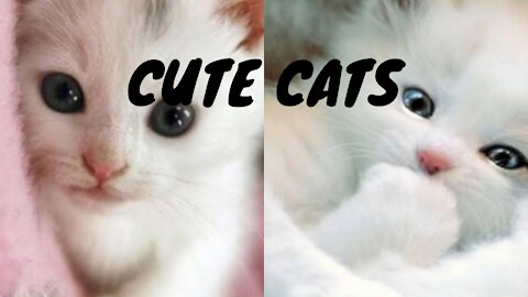 cute cats at home