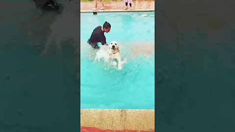 Legends say he’s still swimming 😂 #goldenretriever #shorts