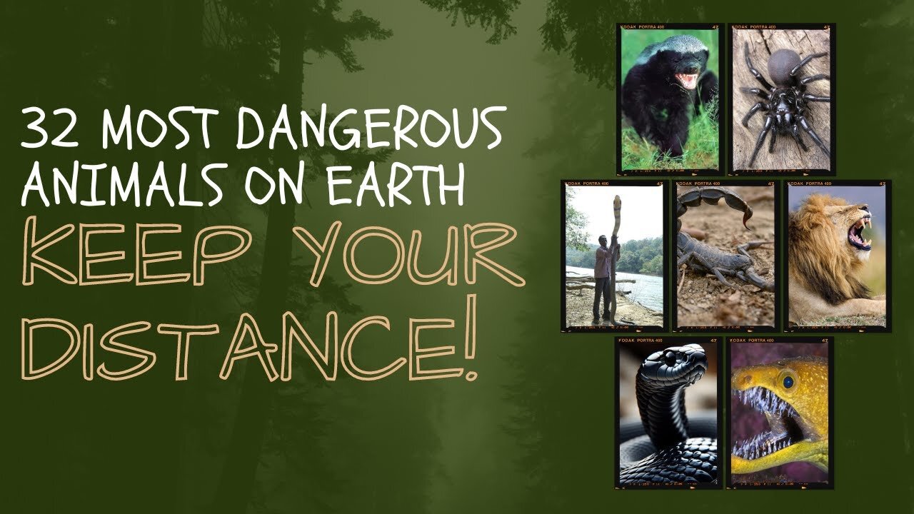 32 Most Dangerous Animals on Earth : Keep Your Distance! | #DangerousAnimals #Wildlife #Nature