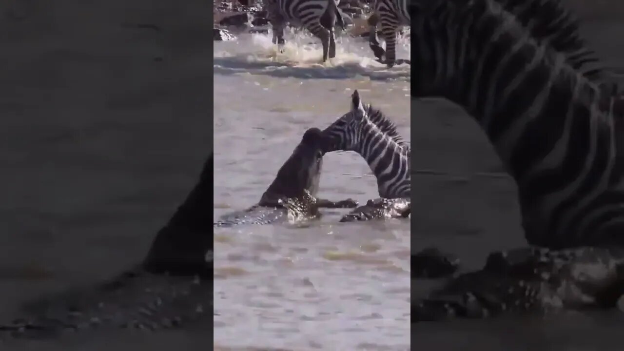 Zebras mouth gets ripped