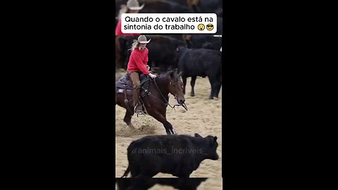 Horses are wonderful!