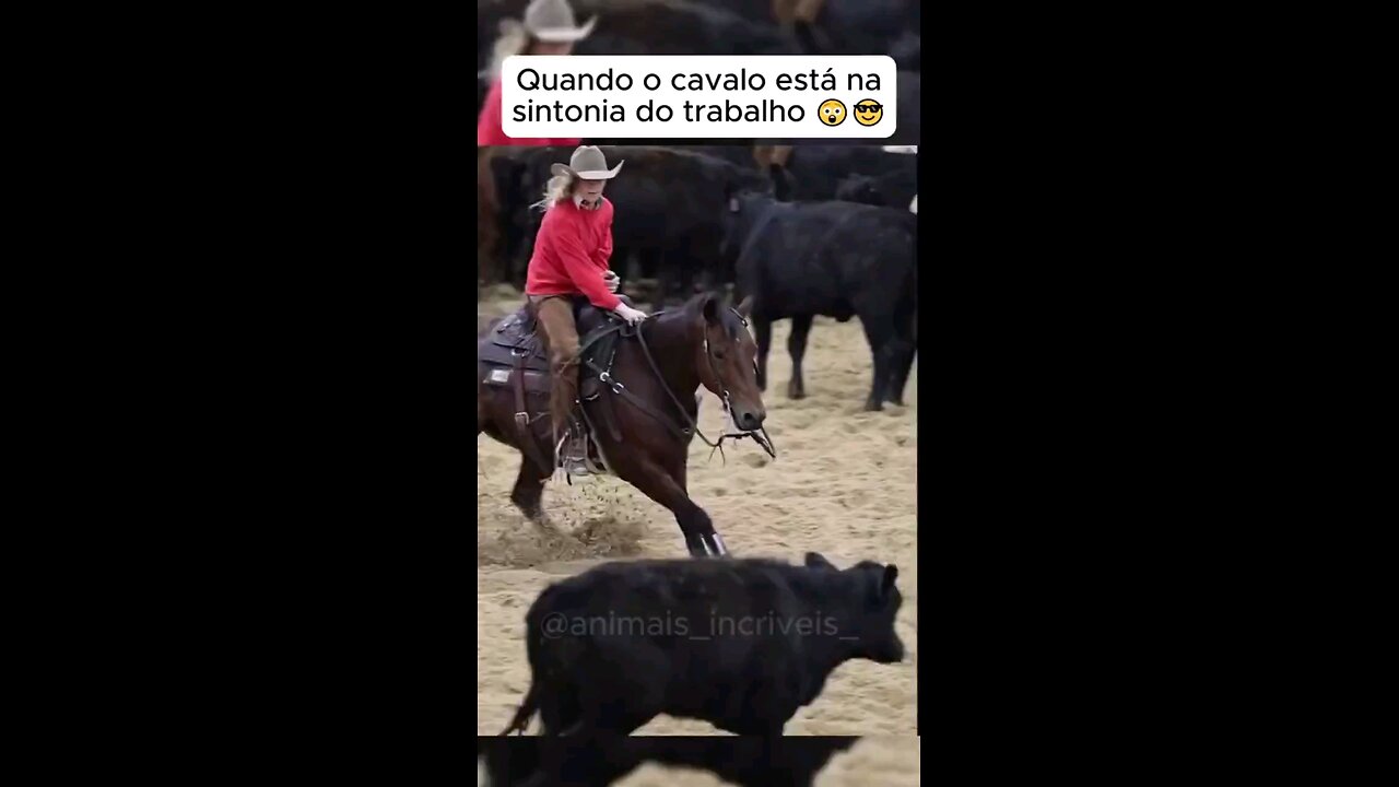 Horses are wonderful!
