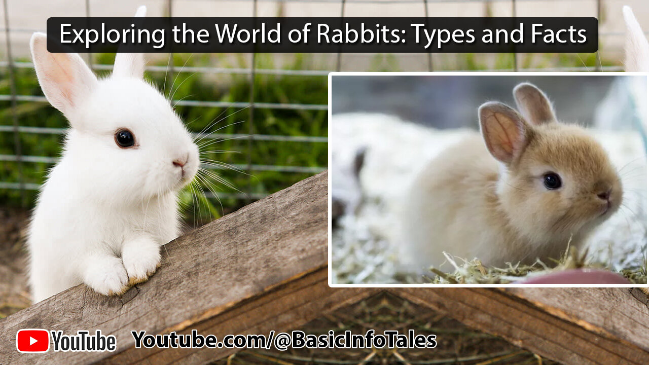 Exploring the World of Rabbits