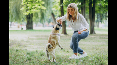 Pet Training Tips