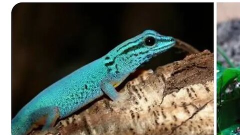 Lygodactylus williamsi