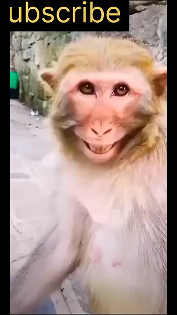 Monkey Laughing Funny video - Animal 😂
