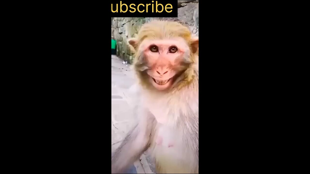Monkey Laughing Funny video - Animal 😂