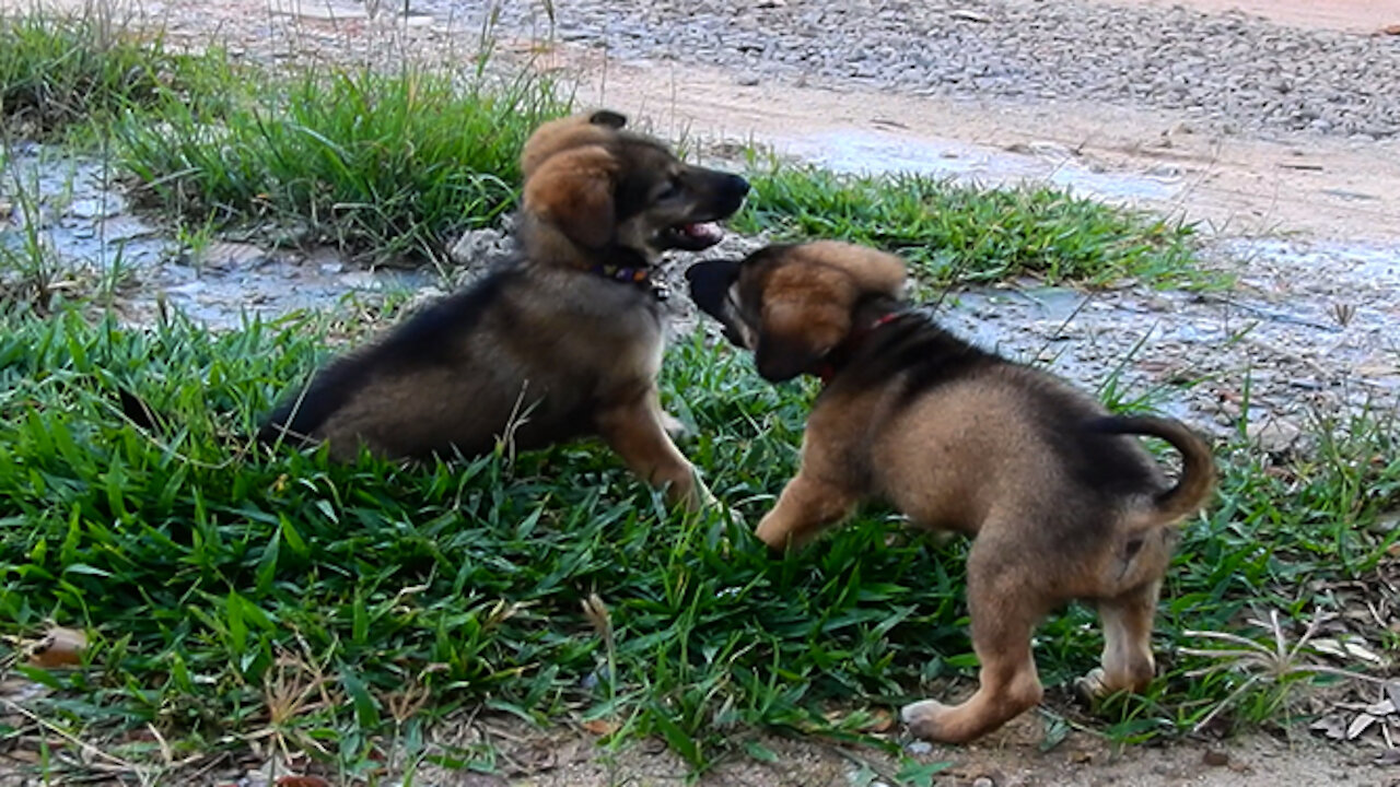 Two puppies, bro and sis are playing so amazing