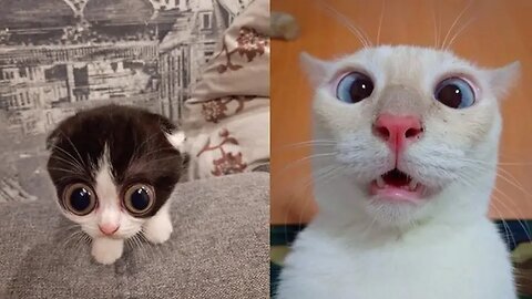 Funny animal videos in the world