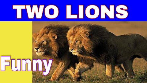 Two lions funny falling video