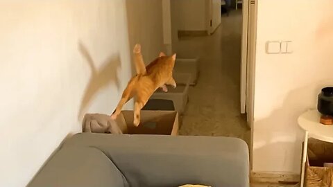 Cat And Kitten Practicing Their Jumping And Running For The Meowlympics