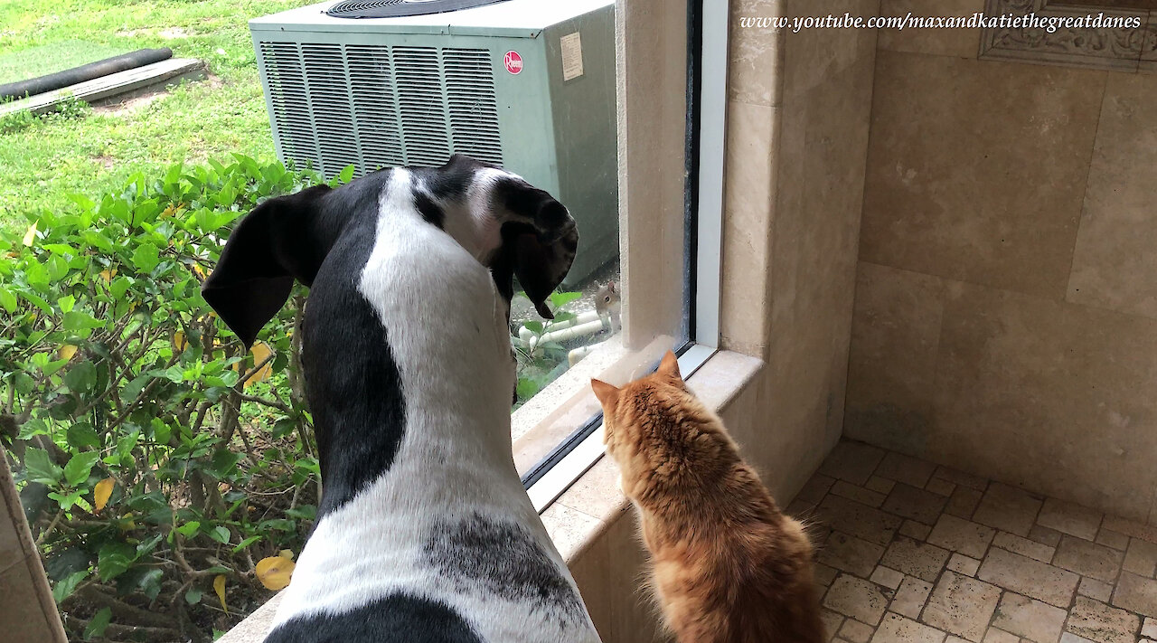 Squirrel teases dog and cat from behind glass