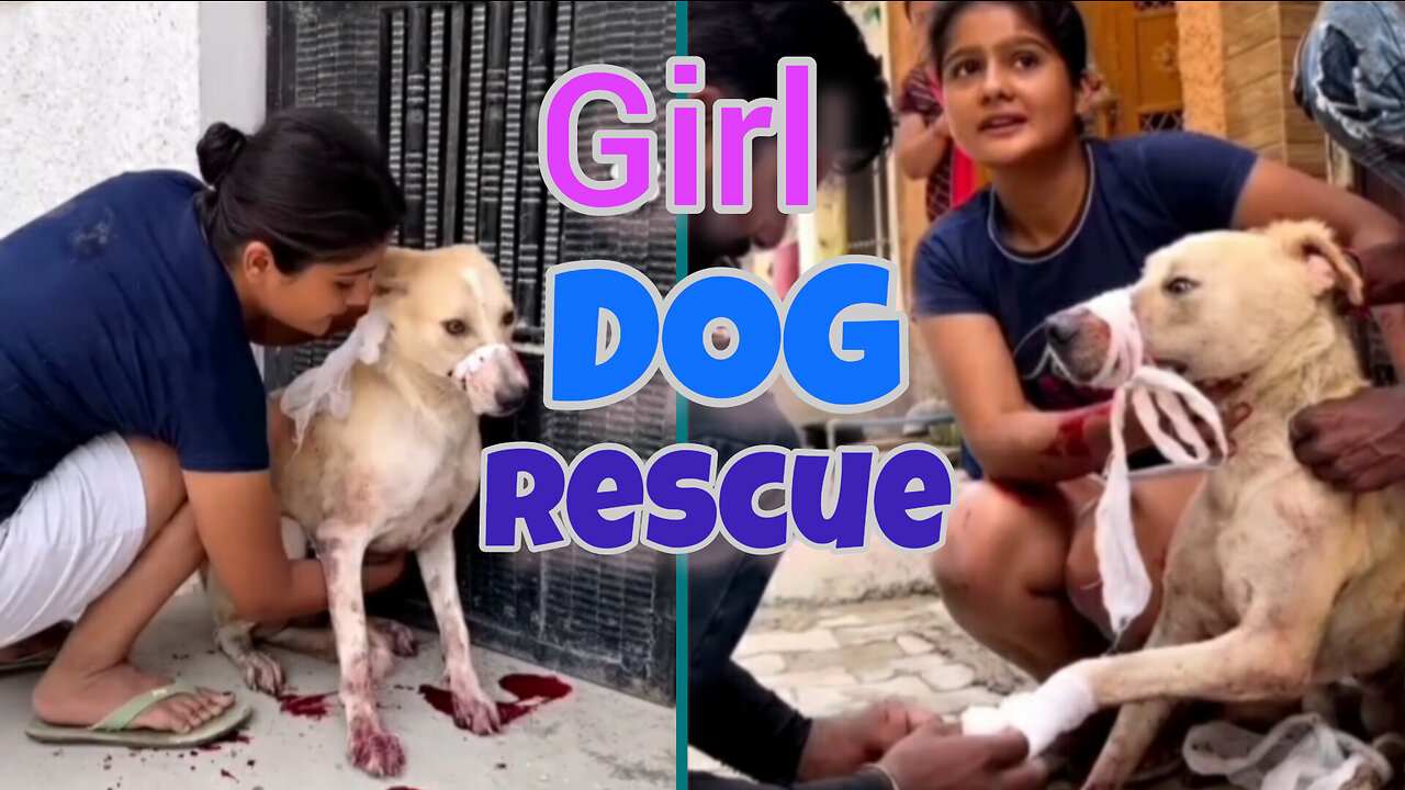 Dog rescue | Dog feeding |animal rescue