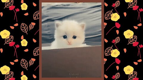 Cute Baby Cats videos compilation #3