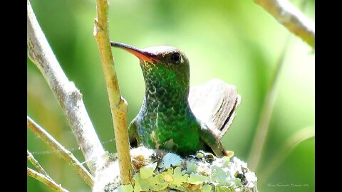 canto beija flor de garganta verde