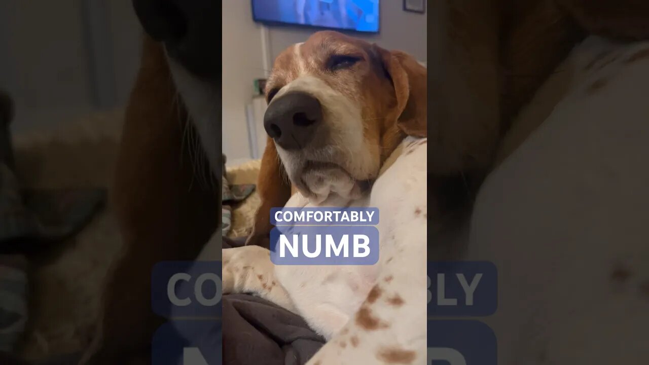 Comfortably NUMB #cigar #cigars #luxury #silly #dog