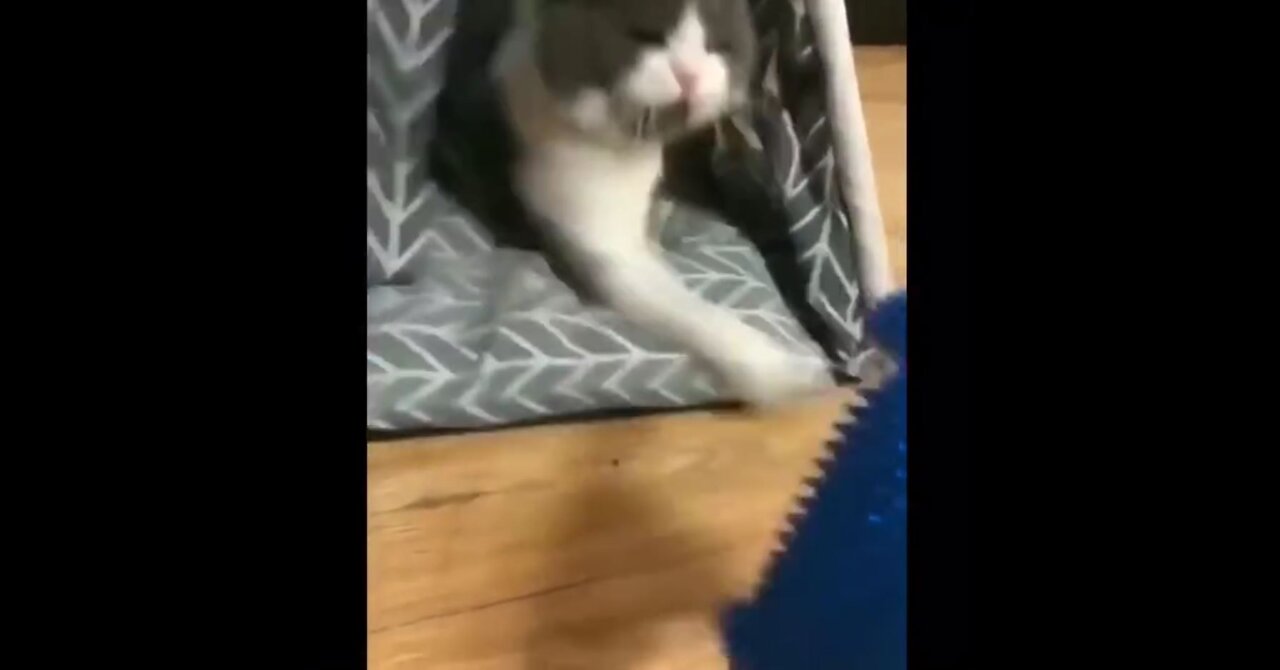 what are you giving these cats to eat?