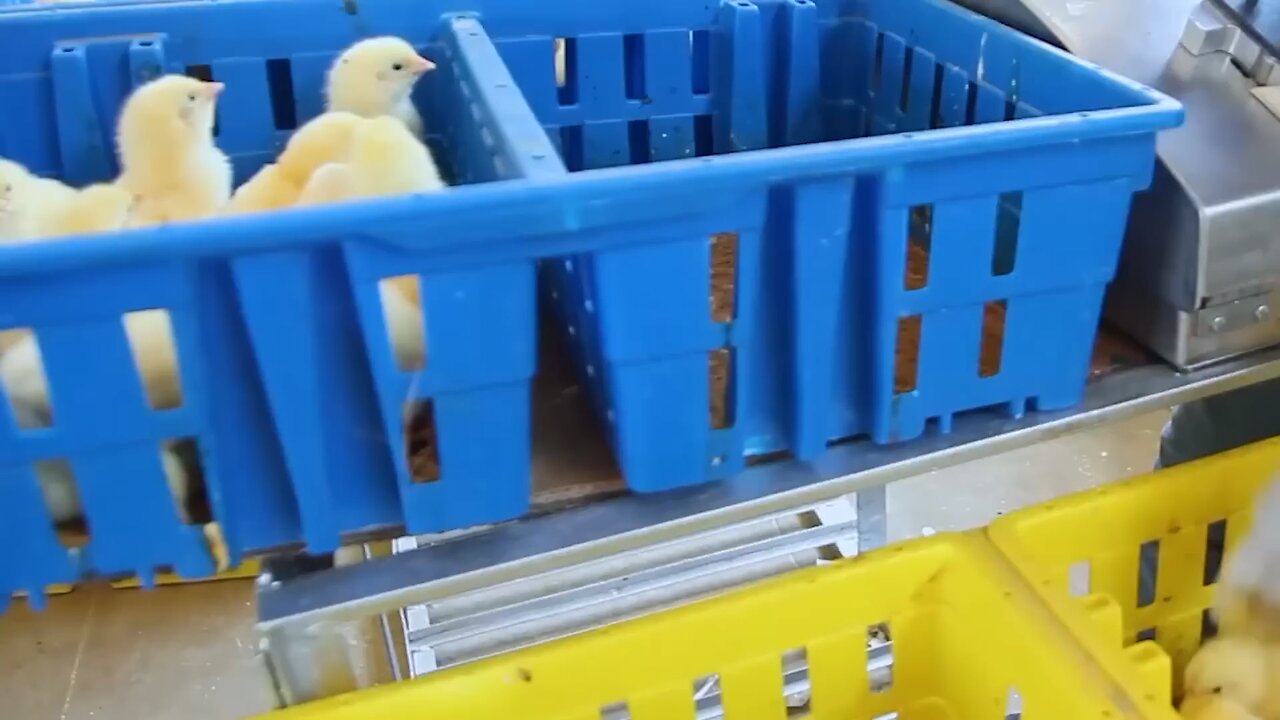 Chicken Egg Incubation Technology