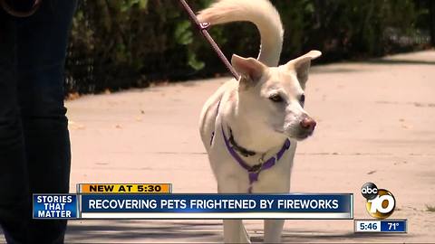 Recovering pets frightened by fireworks