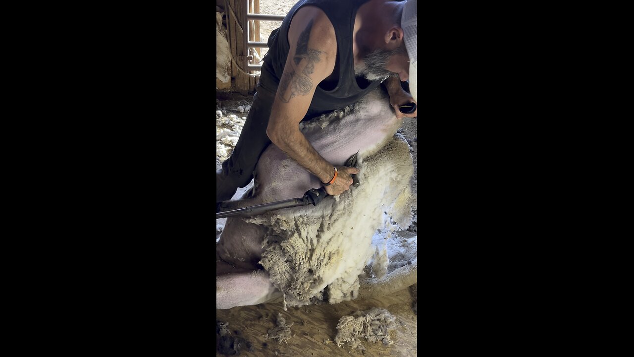 Shearing some nice club sheep 🐑